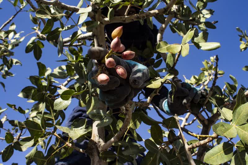 برداشت و پوست کنی پسته در دامغان