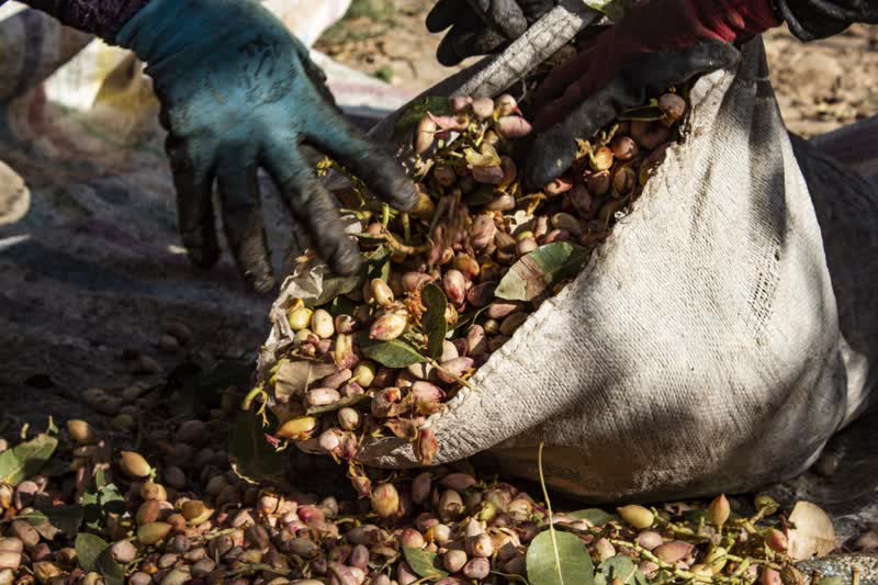 برداشت و پوست کنی پسته در دامغان