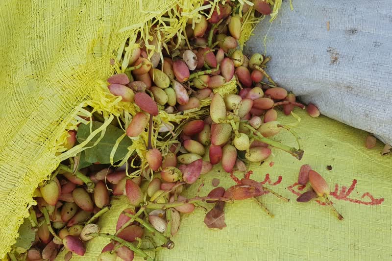 برداشت و پوست کنی پسته در دامغان