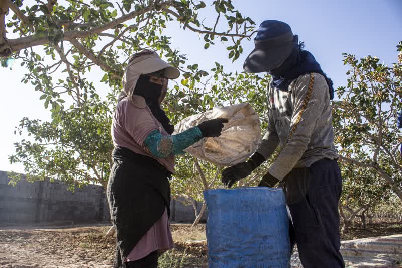 برداشت و پوست کنی پسته در دامغان