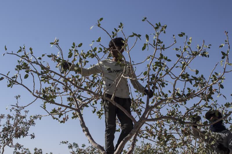 برداشت و پوست کنی پسته در دامغان