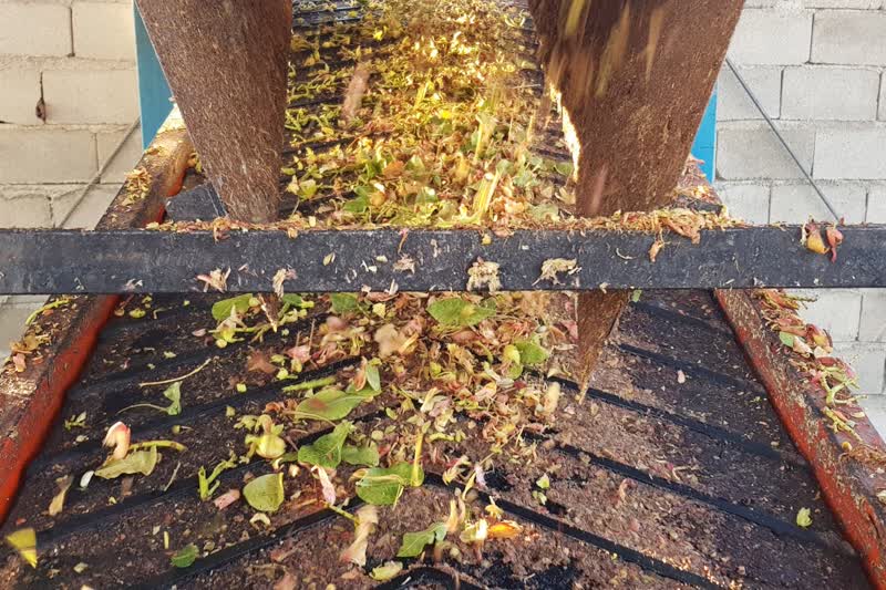 برداشت و پوست کنی پسته در دامغان