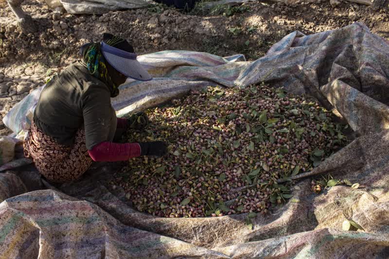 برداشت و پوست کنی پسته در دامغان