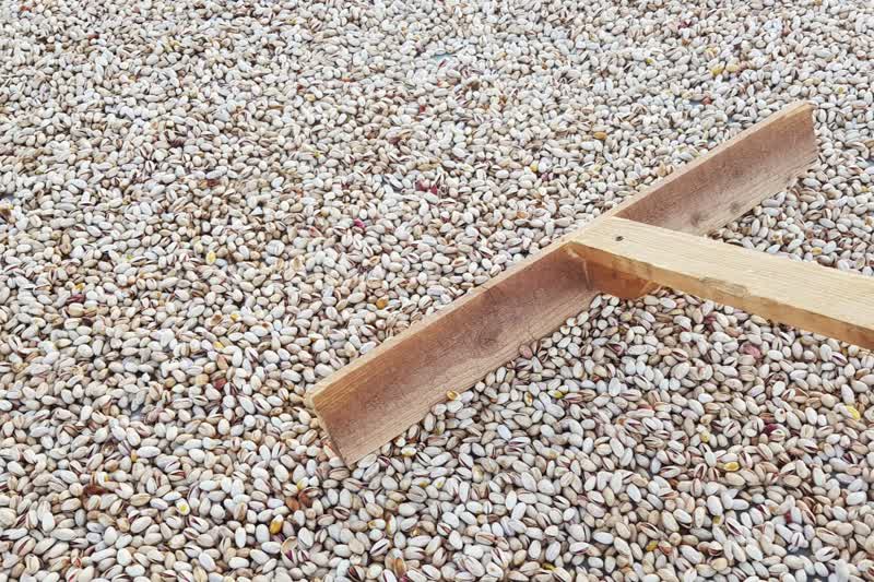 برداشت و پوست کنی پسته در دامغان