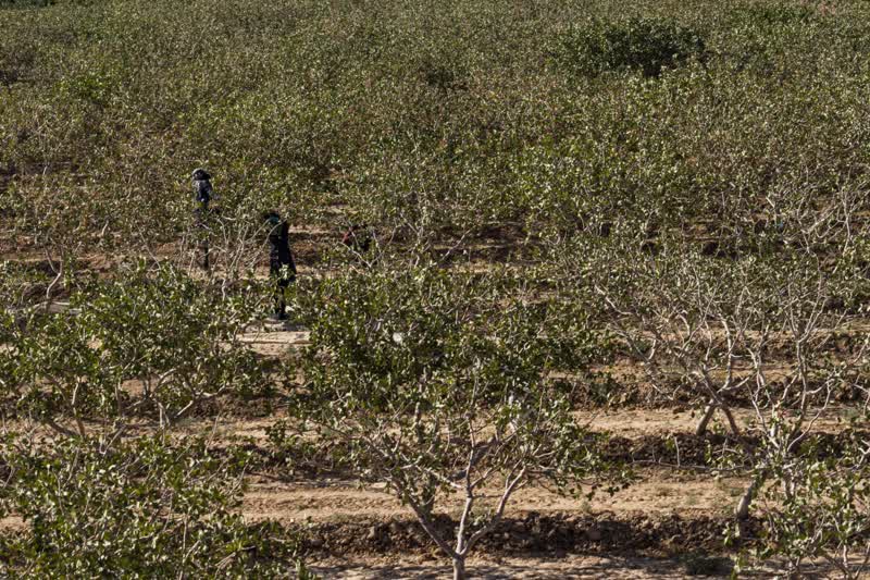 برداشت و پوست کنی پسته در دامغان