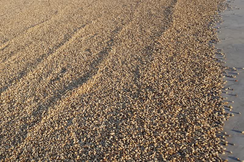 برداشت و پوست کنی پسته در دامغان