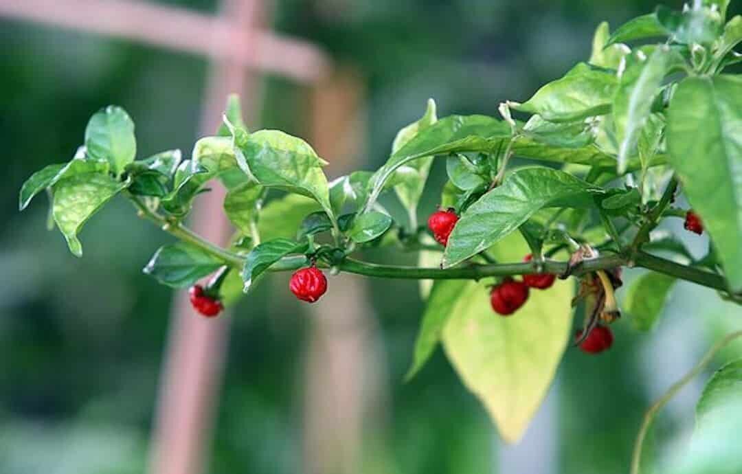 اگر این فلفل را بخورید، زنده نمیمانید!/ عکس 2