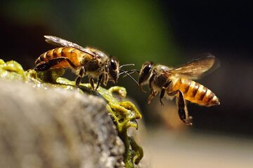 Bee-communication-960x640.jpg