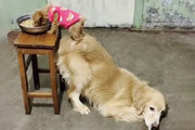 ببینید  | تکنیک باورنکردنی یک سگ برای امدادرسانی به رفیق ریزجثه‌اش!