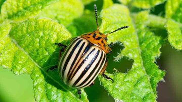Colarado-beetle-AdobeStock_392799657-c-pticelov-adobestock.jpg