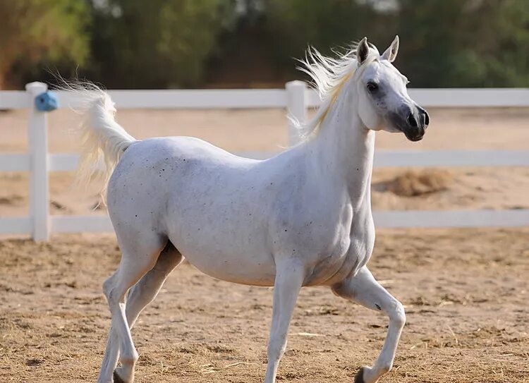 چرا هرکسی نمی‌تواند سوار اسب عرب شود؟