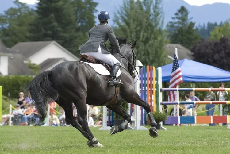 هرکسی نمیتواند سوار این اسب شود!/ عکس