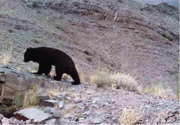 مشاهده یک خرس در معرض انقراض در این استان