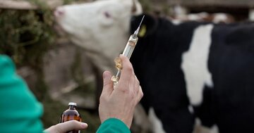 فاز دوم مایه‌کوبی رایگان دام سبک و سنگین در کرمانشاه آغاز شد
