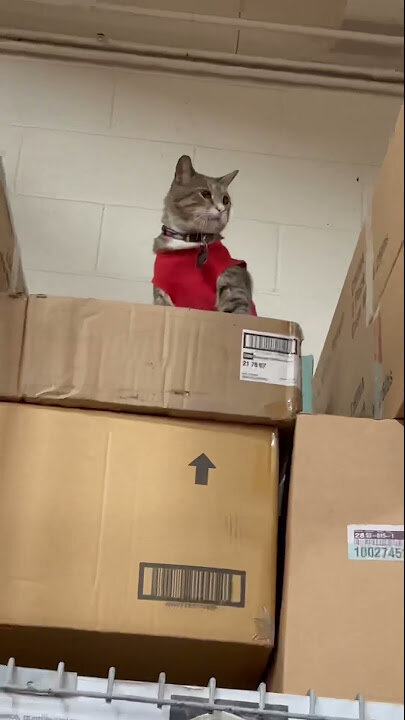 جذب مشتری با گربه/ این گربه به یک ستاره آنلاین تبدیل شد/ عکس