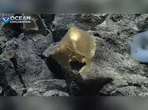 افسانه «تخممرغ طلایی» واقعی است!/ عکس