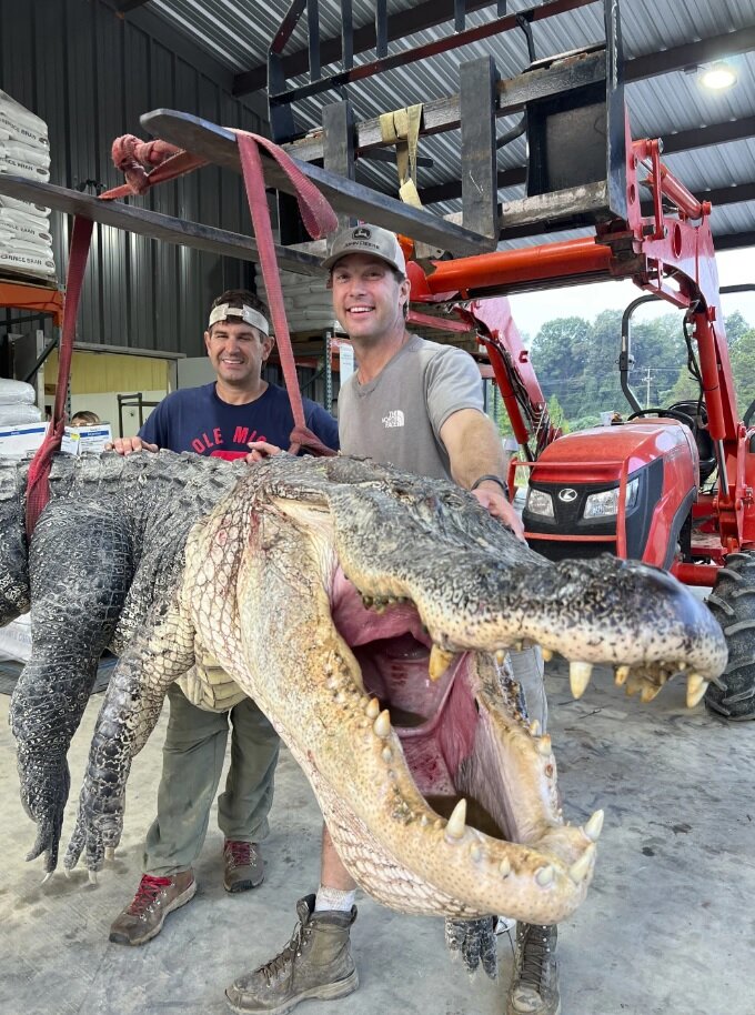 شکار بزرگترین تمساح تاریخ می‌سی‌سی‌پی/ عکس