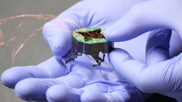 سوسکهای متفاوتی که جان انسان را نجات میدهند / عکس