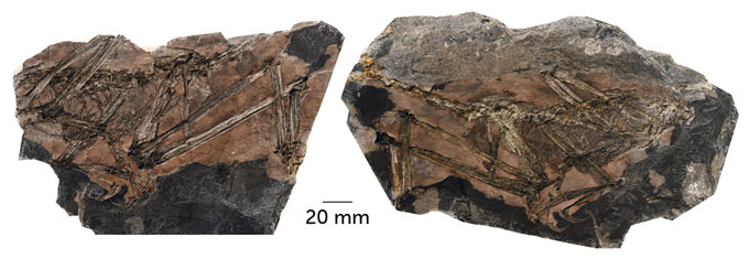 عظمت پرنده باستانی دانشمندان را شگفتزده کرد/ عکس