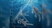 فسیل هیولای دریایی ۲۵۰ میلیون ساله در چین پیدا شد/ عکس