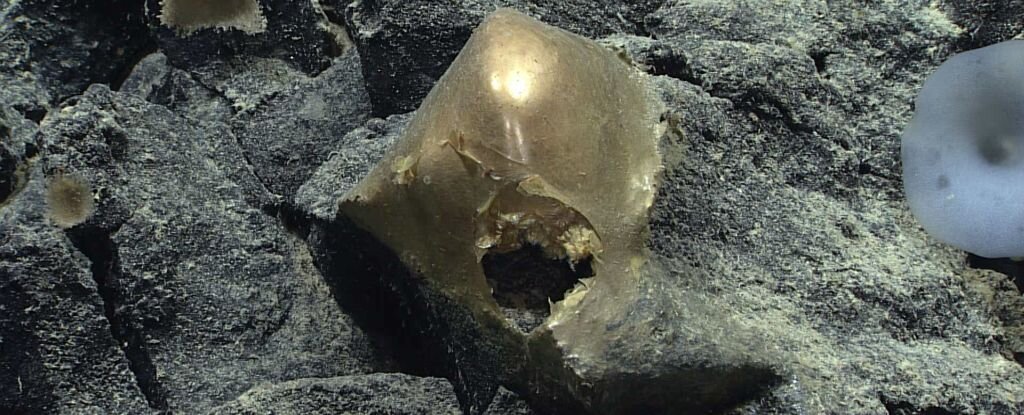 رمزگشایی از تخم طلایی که کف اقیانوس پیدا شد/ عکس