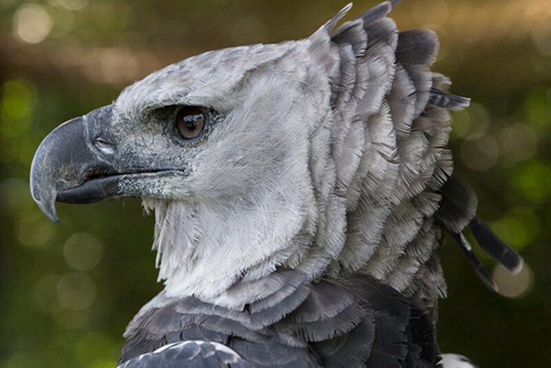 ببینید | ویدیویی با بازدید میلیونی؛ غول‌پیکرترین عقاب روی دست‌های مرد جوان