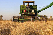 خریداری یک میلیون 148 هزار تن گندم در کردستان/ مقام دوم تولید گندم در کشور