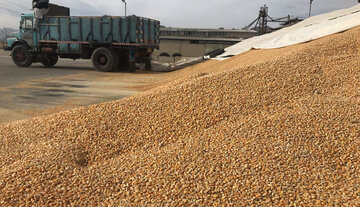 اختصاص ٩ هزار تن جو برای اجرای طرح «تولید قراردادی» به عشایر کرمانشاه  اختصاص ٩ هزار تن جو برای اجرای طرح «تولید قراردادی» به عشایر کرمانشاه