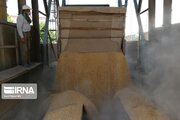 خرید ۴۸ هزارتن گندم کشاورزان استان چهارمحال وبختیاری