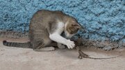 بیینید | شکار زیرکانه یک مارمولک توسط گربه