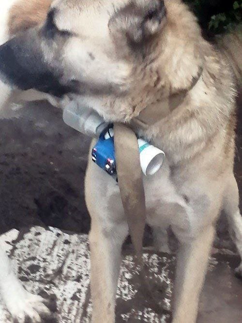 سگ انتحاری، سلاح عجیب ارمنستان علیه باکو / عکس