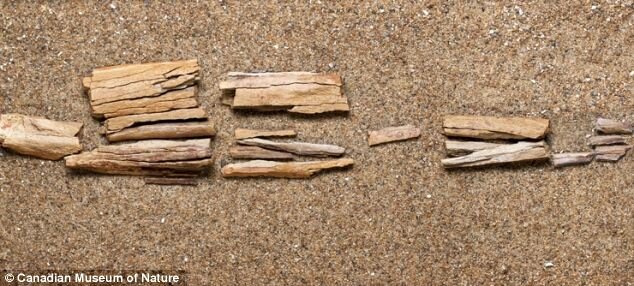 سرگذشت عجیب شترها که از آن بیخبرید!/ عکس