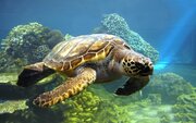 ببینید | نجات جان لاکپشت پوزه عقابی در خطر انقراض توسط غواصان کیش