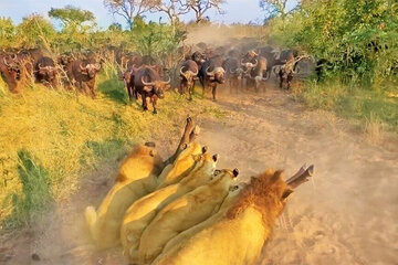 ببینید | ایستادگی باورنکردنی بوفالو مادر مقابل شیرهای نر درنده