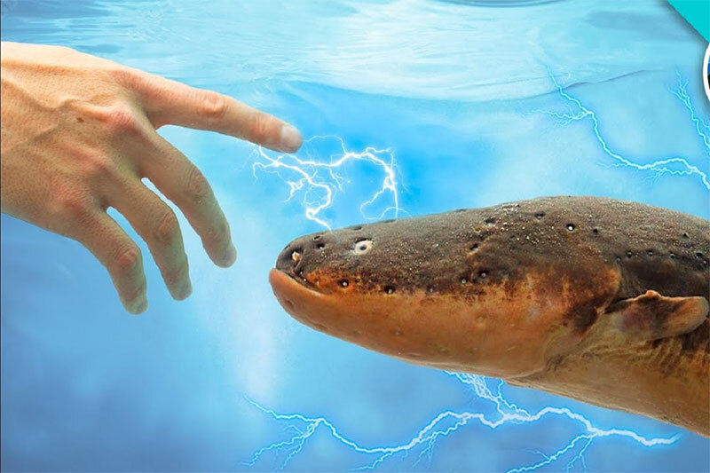ببینید | ویدیویی باورنکردنی از میزان جریان الکتریسیته تولید شده توسط مارماهی