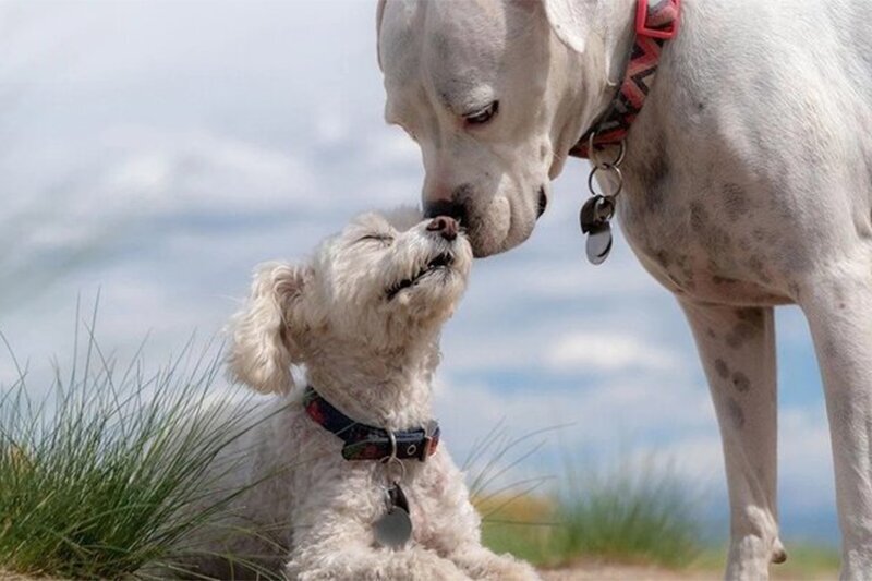 ببینید | دردسر خنده‌دار یک سگ برای آموزش دادن به فرزندش