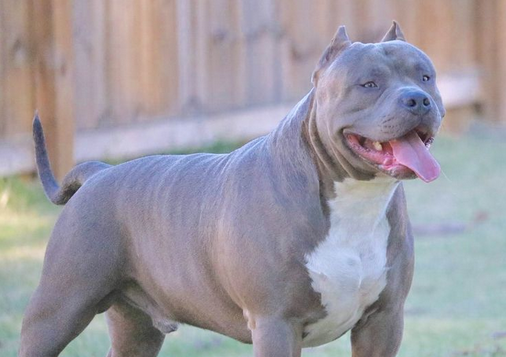 این نژاد از سگ در بریتانیا وحشت به پا کرده / عکس 2