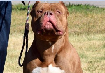 این نژاد از سگ در بریتانیا وحشت به پا کرده / عکس