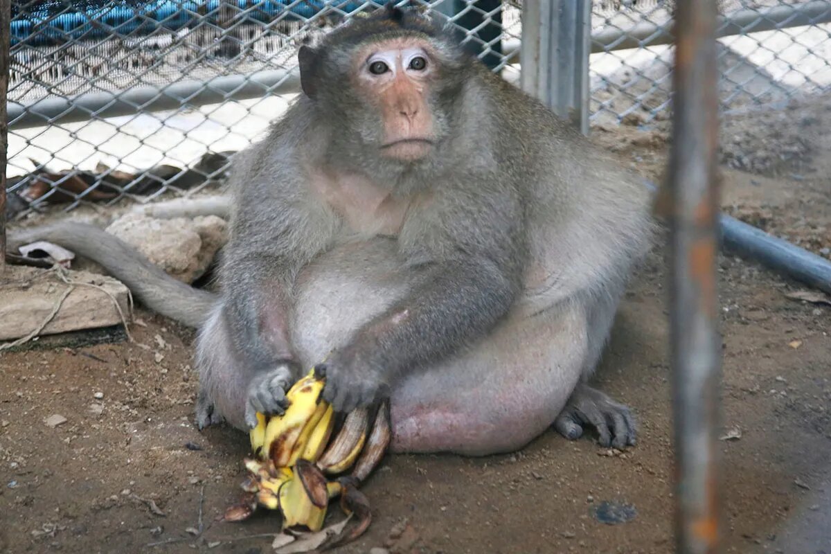 دلیل جالب چاقی بیش از حد میمون مشهور