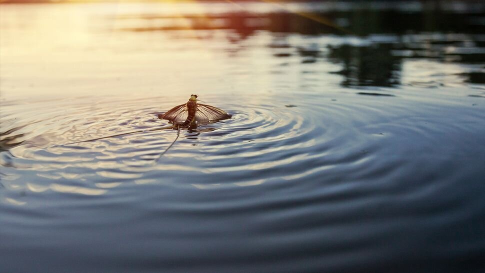 این جانور تنها یک ساعت زندهاست!/ عکس