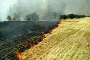 آتش سوزی در ۱۰۰۰ هکتار از مراتع و جنگلهای لرستان در سال جاری