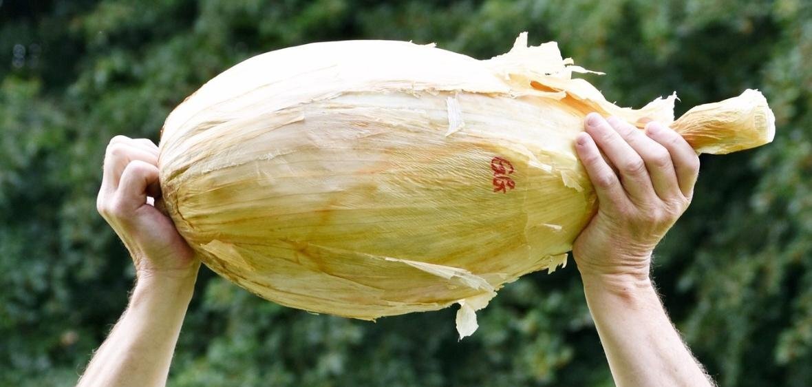 بزرگترین پیاز جهان؛ پیاز ۹ کیلویی دیده بودید؟/ عکس