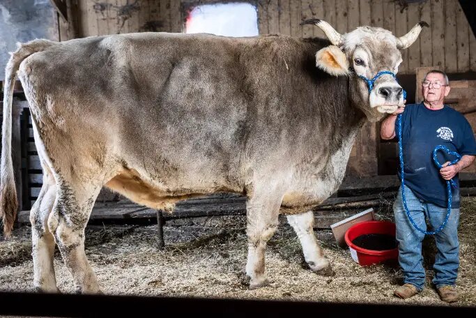 تامی، قدبلندترین گاو جهان/ عکس