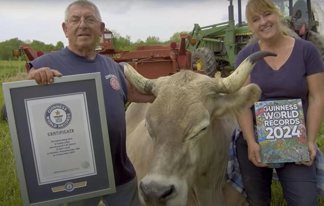 تامی، قدبلندترین گاو جهان/ عکس