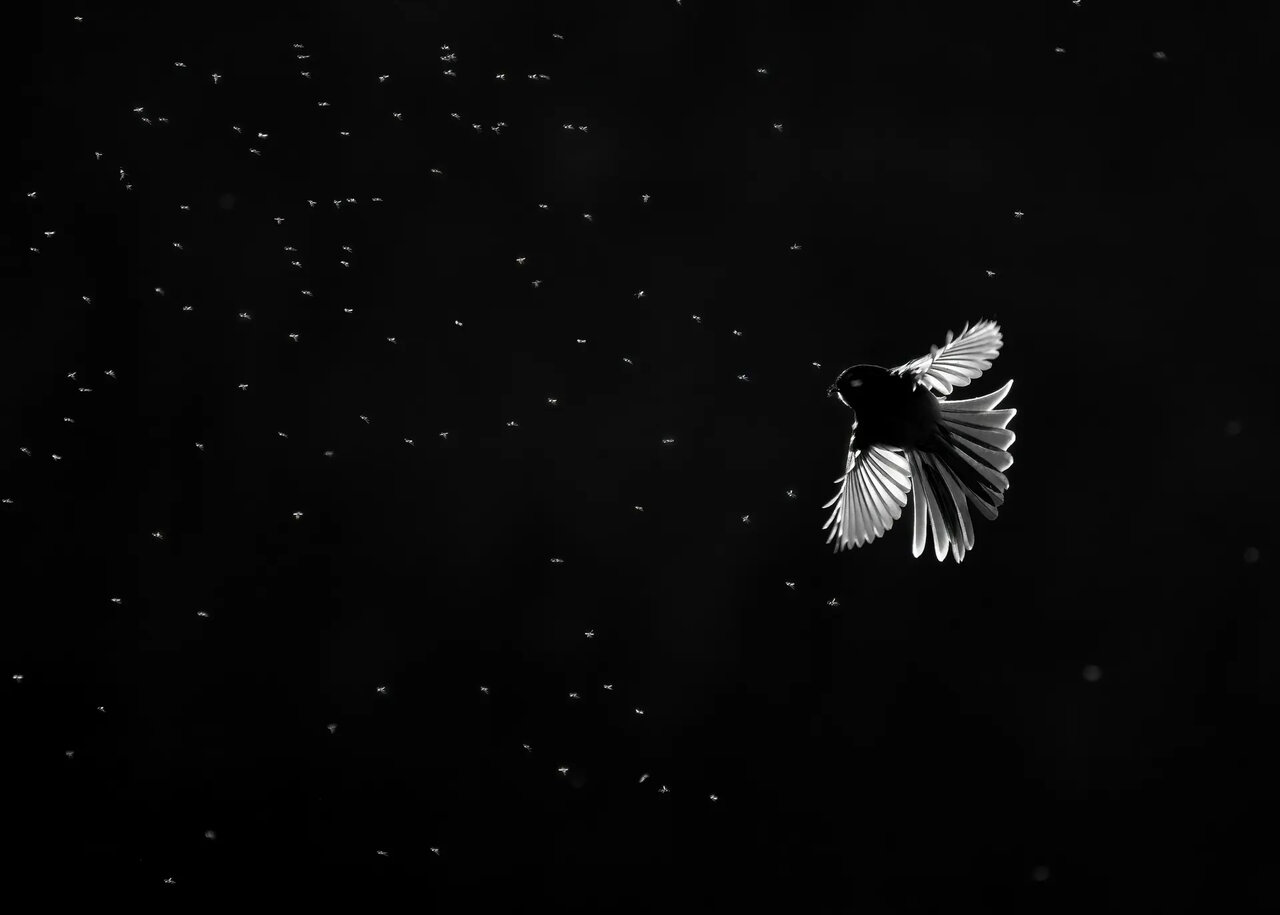 عکس | این تصویر برنده جایزه بهترین عکس سیاهوسفید جشنواره مونو شد