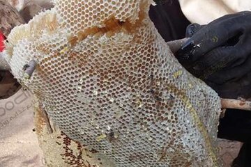 راهنمای خرید عسل وحشی و ژل رویال از زنبوردار