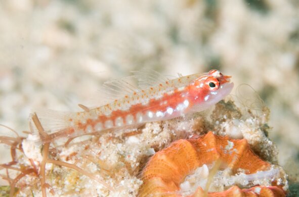 این موجود عجیب در یک چشم به هم زدن به پایان عمر میرسد/ عکس