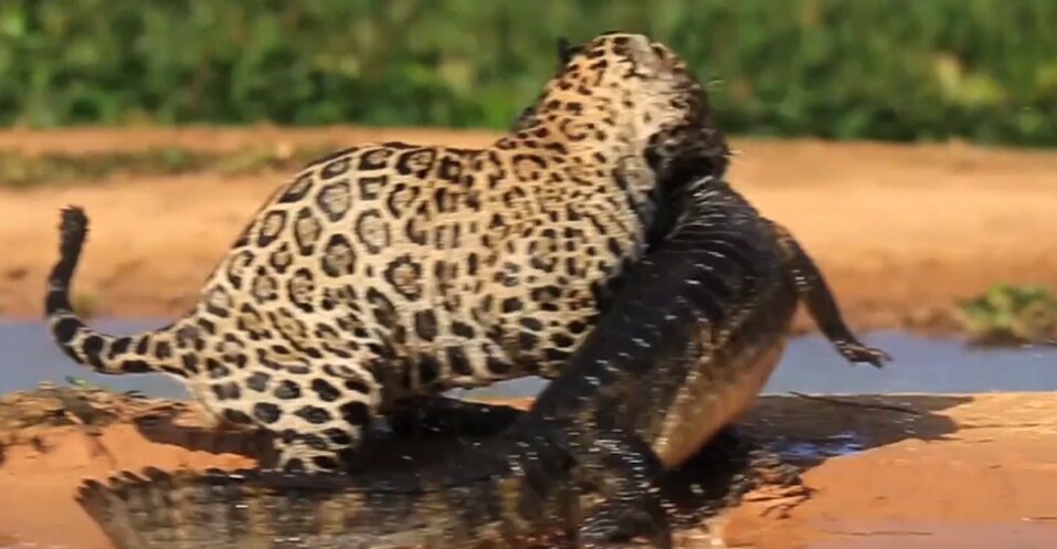 گربه‌ غول‌پیکری که تمساح شکار می‌کند