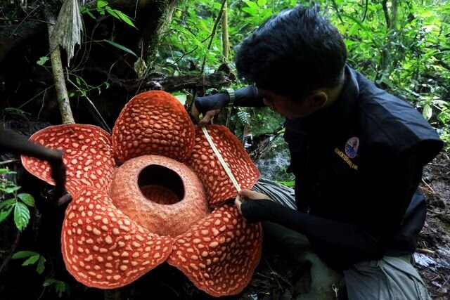بزرگترین گل جهان در خطر انقراض/ عکس