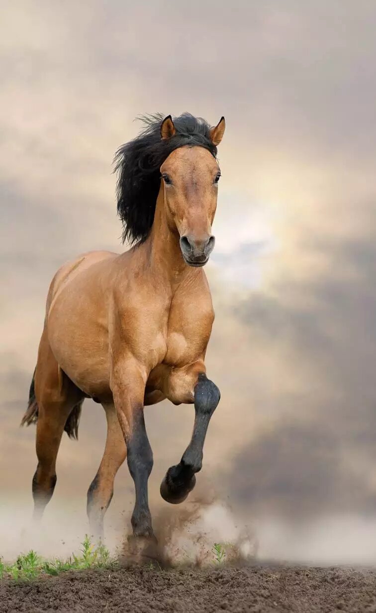«موستانگ» اسب ده هزار ساله آمریکایی!/ عکس